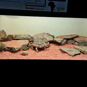 Apr. 2013 - Reptile House - Pancake Tortoise Exhibit