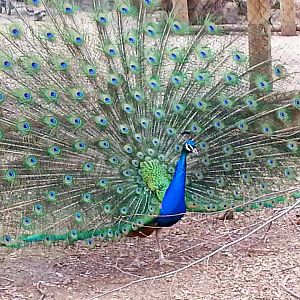 Apr. 2013 - Indian Peafowl in the African Penguin Exhibit