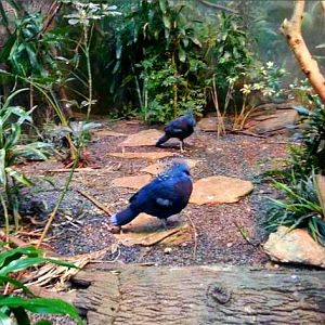 Apr. 2013 - Wings of the World - Victoria Crowned Pigeons