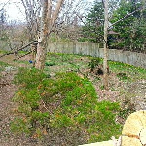 Apr. 2013 - 1 of 2 Red Panda Exhibits