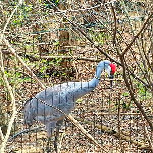 Apr. 2013 - Swan Lake - Wetland Trail - Florida Sandhill Crane