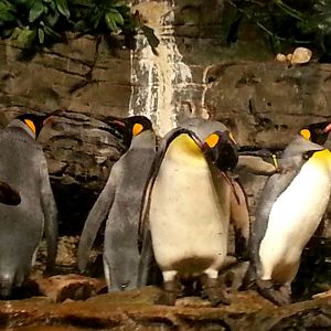 Apr. 2013 - Wings of the World - King Penguins