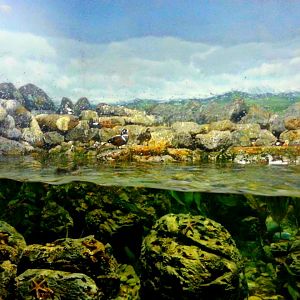 Apr. 2013 - Wings of the World - Arctic Islands