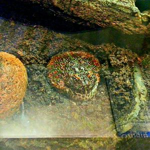 Apr. 2013 - World of the Insect - Ornate Horned Frog