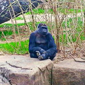 Apr. 2013 - Gorilla World - Anju