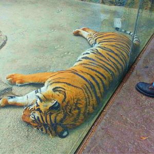 Apr. 2013 - Cat Canyon - Malayan Tiger