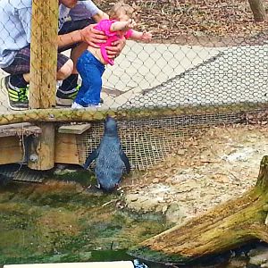 Apr. 2013 - Penguin Walkabout - A Baby Reaching for a Baby