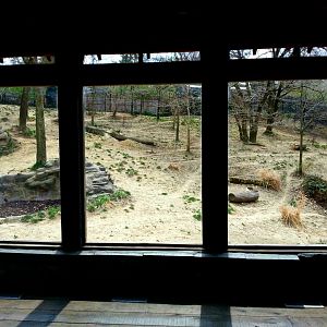Apr. 2013 - Wolf Woods - Mexican Wolf Exhibit Window Viewing