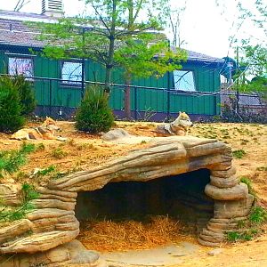 Apr. 2013 - Wolf Woods - Maya + Sedona - Mexican Wolves