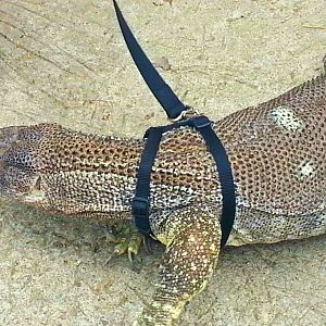 Apr. 2013 - Ollie - White-throated Monitor