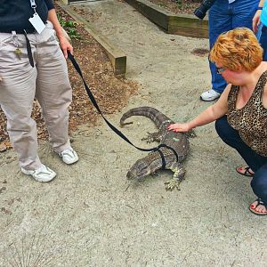 Apr. 2013 - Ollie - White-throated Monitor
