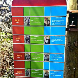 Apr. 2013 - Gorilla World - Who's Who? - Jomo's Group