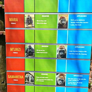 Apr. 2013 - Gorilla World - Who's Who? - Female Group