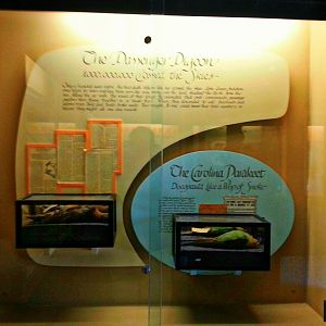 Apr. 2013 - Passenger Pigeon Memorial - The Passenger Pigeon - 1,000,000,00