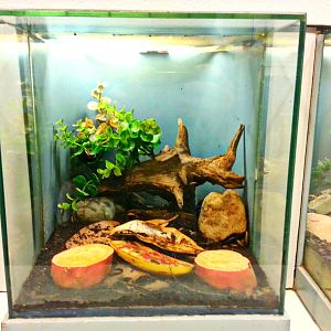 Apr. 2013 - World of the Insect - Amazon Millipede Exhibit