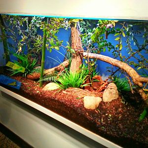 Apr. 2013 - World of the Insect - Australian Walking Stick + Spiny Leaf Ins