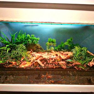 Apr. 2013 - Magnificent Flower Beetle Exhibit