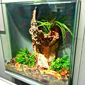 Apr. 2013 - World of the Insect - Tin Foil Beetle Exhibit