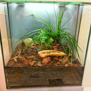 Apr. 2013 - World of the Insect - Giant Black Stag Beetle Exhibit