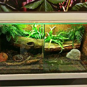 Apr. 2013 - World of the Insect - Ornate Horned Frog Exhibits