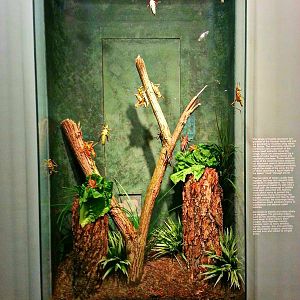 Apr. 2013 - World of the Insect - Eastern Lubber Grasshopper Exhibit