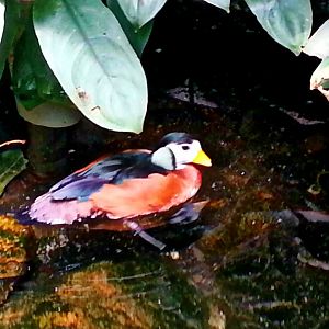 Apr. 2013 - World of the Insect - African Pygmy Goose