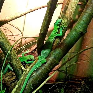Apr. 2013 - Dragons! - Green Tree Monitors
