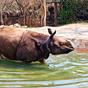 Apr. 2013 - Rhino Reserve - Nikki - Indian Rhinoceros