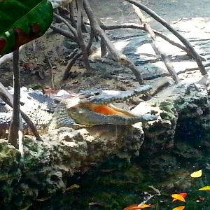 Apr. 2013 - Manatee Springs - American Crocodile