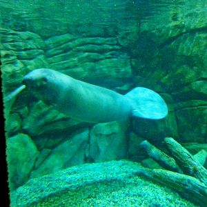 Apr. 2013 - Manatee Springs - Woodstock - Florida Manatee