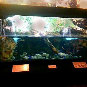 Apr. 2013 - Manatee Springs - Infamous Alien Invaders