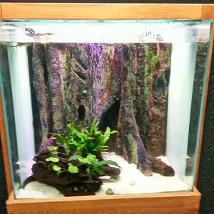 Apr. 2013 - Manatee Springs - Two-toed Amphiuma Exhibit