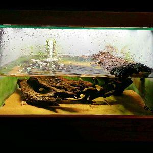 Apr. 2013 - Manatee Springs - Yellow-bellied Slider + Western Mosquitofish