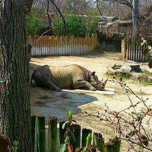 Apr. 2013 - Rhino Reserve - Klyde - Eastern Black Rhinoceros