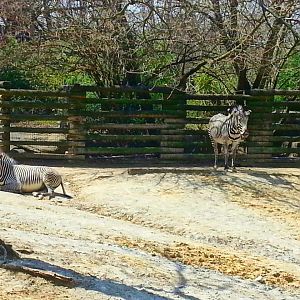 Apr. 2013 - Rhino Reserve - Savanna + Lainey Lynn - Grevy's Zebras