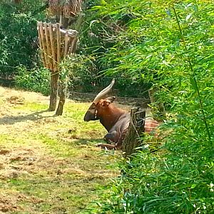Apr. 2013 - Rhino Reserve - Mac - Eastern Bongo