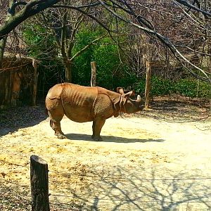Apr. 2013 - Rhino Reserve - Manjula - Indian Rhinoceros