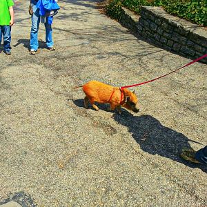 Apr. 2013 - Cinder - Miniature Julian Pig