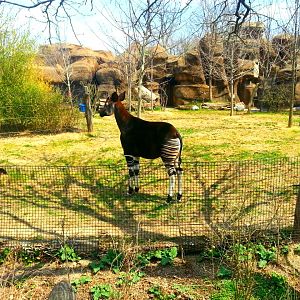 Apr. 2013 - Rhino Reserve - Okapi Exhibit