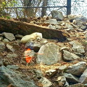 Apr. 2013 - Lords of the Arctic - Arctic Fox