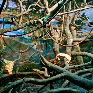 Apr. 2013 - Jungle Trails - Indoor Sumatran Orangutan + White-handed Gibbon