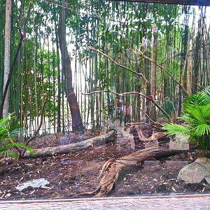 Apr. 2013 - Jungle Trails - Congo Peafowl Exhibit