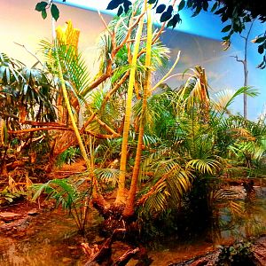 Apr. 2013 - Jungle Trails - Black-casqued Hornbill + Ruddy Shelduck Exhibit