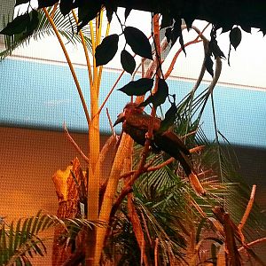 Apr. 2013 - Jungle Trails - Black-casqued Hornbill