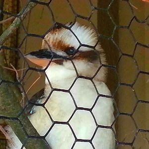 Apr. 2013 - Wings of the World - Laughing Kookaburra