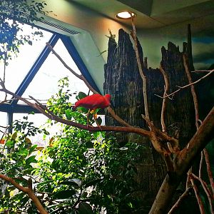 Apr. 2013 - Wings of the World - Scarlet Ibis