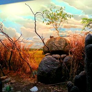 Apr. 2013 - Wings of the World - Grasslands