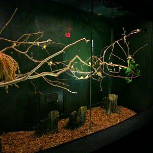 Apr. 2013 - Wings of the World - Gouldian Finch + Scarlet-chested Parrot +