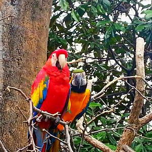 Apr. 2013 - Wings of the World - Scarlet + Blue-and-gold Macaws