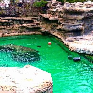 Apr. 2013 - California Sea Lion Exhibit Panorama